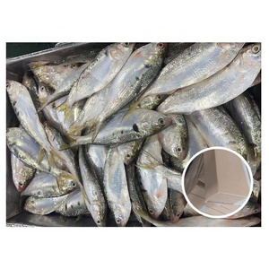 Factory Quality 100% N.W Fresh 6-8Pcs Frozen Hilsa Fish