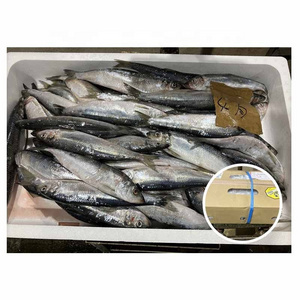 Premium Quality Whole Round Japan Origin 200-400g Frozen Herring Fish