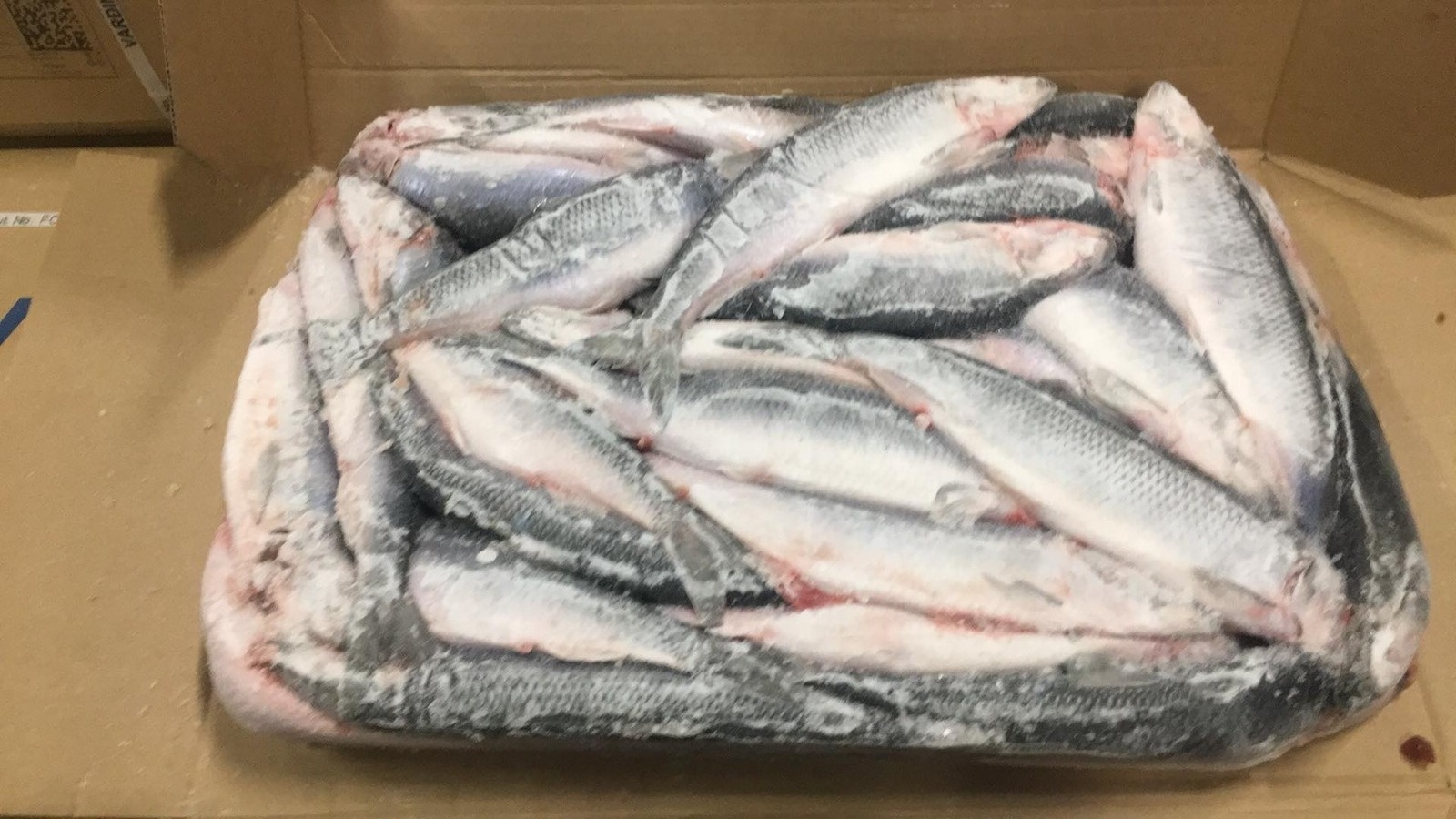 High Nutritious Fat Fish 200-400g 300-500g Frozen Herring Fish For West Africa