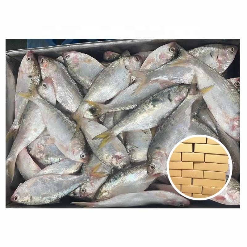 China Origin Fresh Quality 100-200g Frozen Hilsa Fish