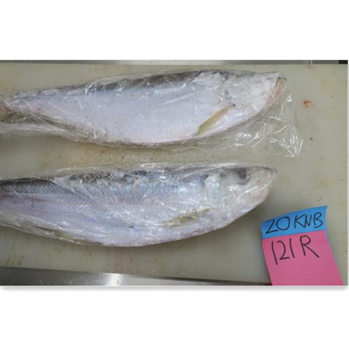 frozen Chinese bulk herring fish slender shad from Japan