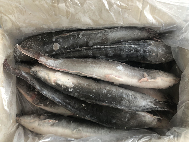 Cat Fish Exporters Big Size Catfish Food Buyers Whole Round Frozen Catfish For African Market