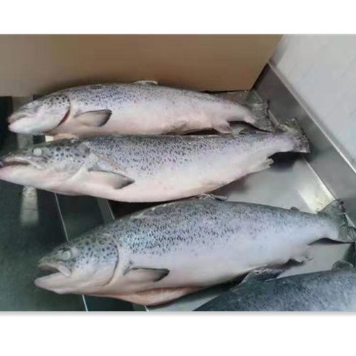 Norwegian Atlantic Wholesale Fillet Whole Round Fresh Frozen Fish Pink Salmon From Chile