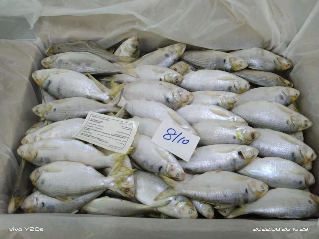 Wholesale Fresh Seafood Frozen 8-10 Hilsa Fish From Oman