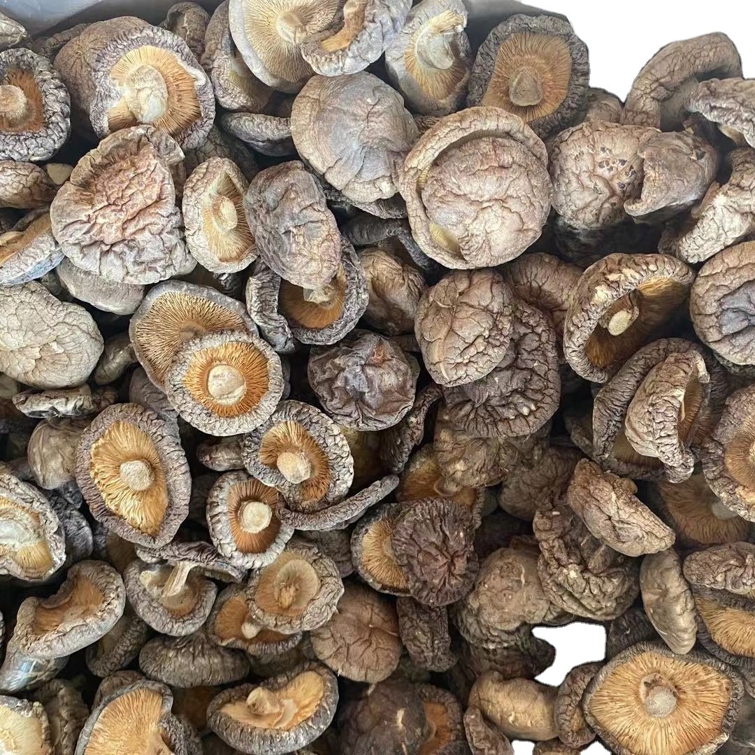 Wholesale Chinese New Crop Bulk Champignon  shiitake  stem  Dried Shiitake Mushroom