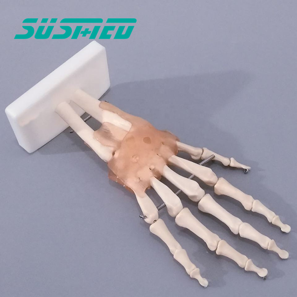 Factory hot sale  Hand Joint skeleton model with Ligaments of PVC for medical science and teaching usage