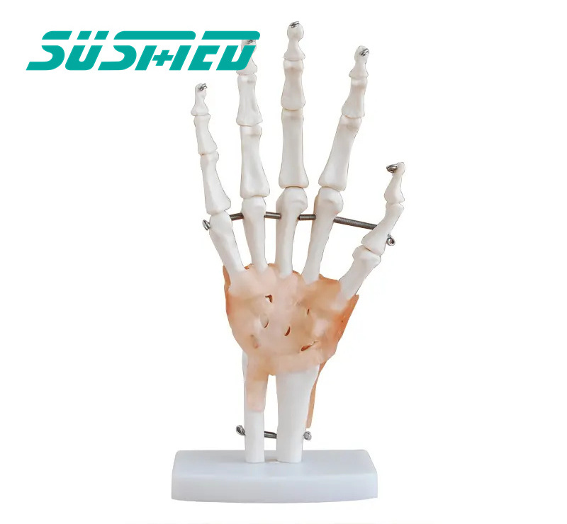 Factory hot sale  Hand Joint skeleton model with Ligaments of PVC for medical science and teaching usage