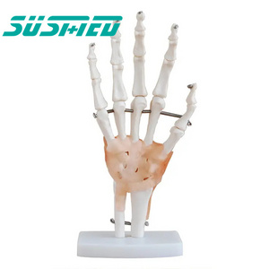 Factory hot sale  Hand Joint skeleton model with Ligaments of PVC for medical science and teaching usage