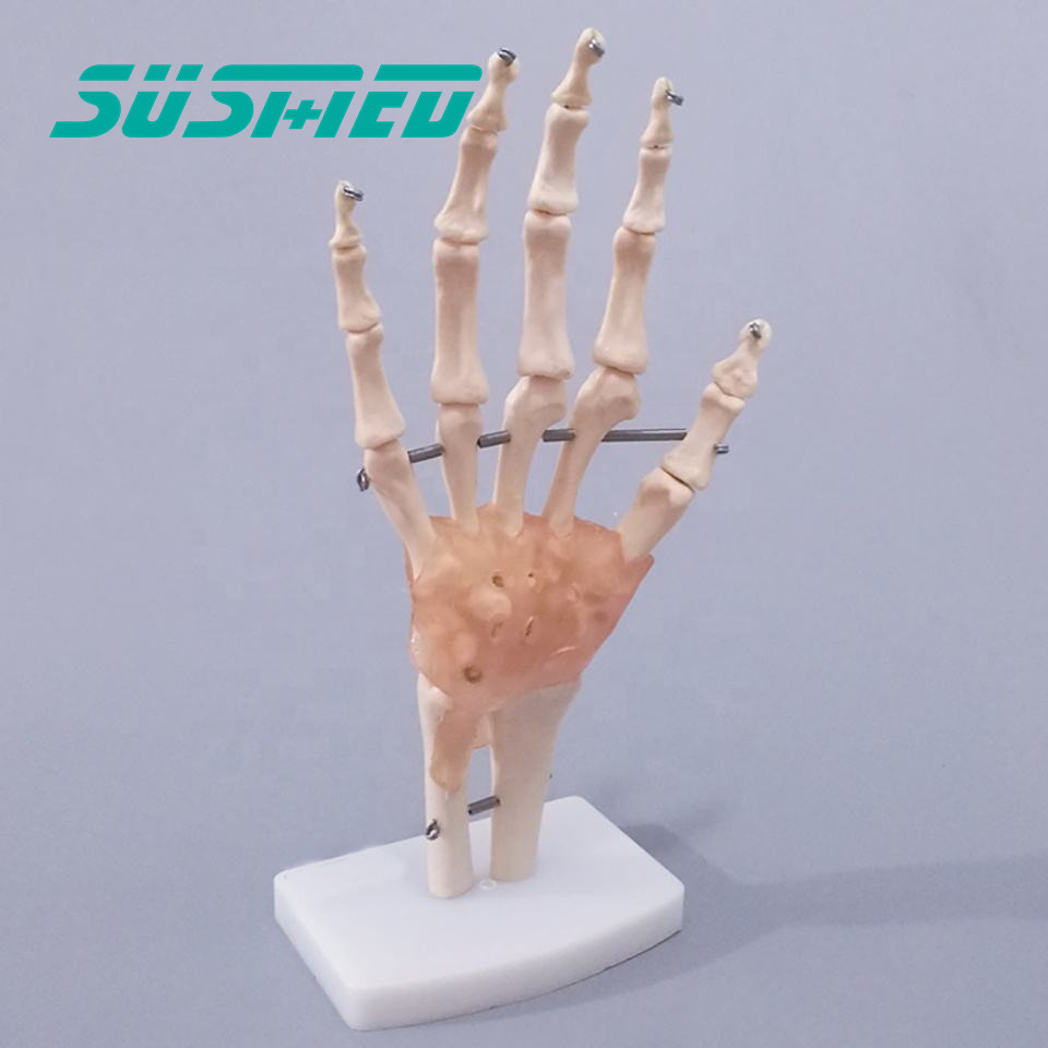 Factory hot sale  Hand Joint skeleton model with Ligaments of PVC for medical science and teaching usage