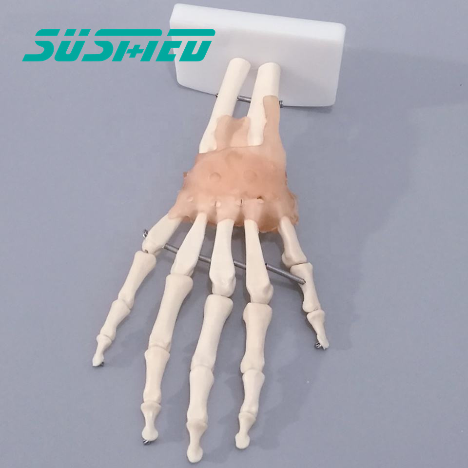 Factory hot sale  Hand Joint skeleton model with Ligaments of PVC for medical science and teaching usage