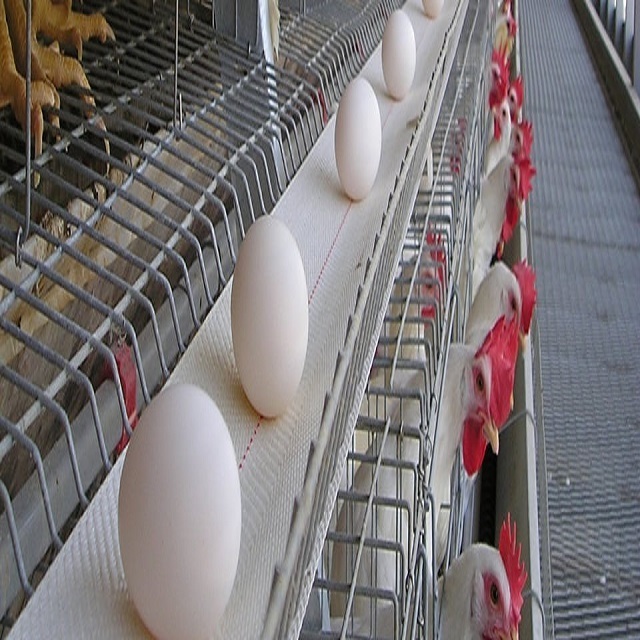 factory direct 100mm poultry egg conveyor belt for egg collection in chicken layer hen poultry cages