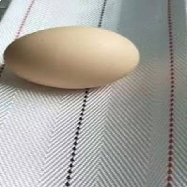 factory direct 100mm poultry egg conveyor belt for egg collection in chicken layer hen poultry cages