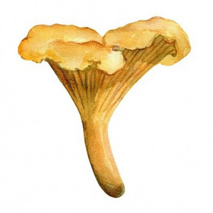 High quality chanterelle mushrooms extract/cantharellus cibarius extract/chanterelle polysaccharide 30% powder