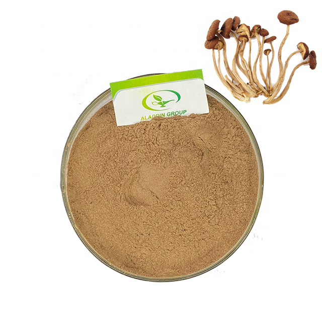 Haccp  New product   Food Grade   Free sample tea tree mushroom extract agrocybe cylindracea extract  50 polysaccharide