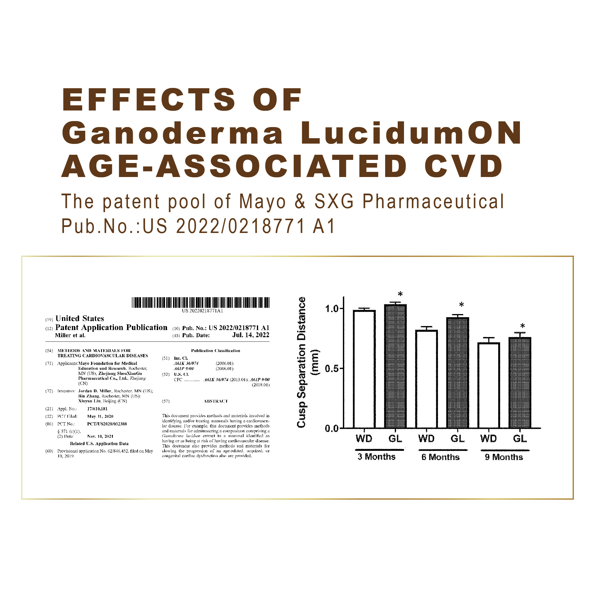 SXG ganoderma health supplement Lingzhi adaptogenos seed of ganoderma lucidum anti-fatigue reishi mushroom powder