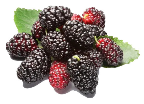 Mulberry Extract Powder, Derived from Fresh Mulberry Fruits, Directly from the Factory