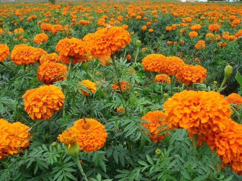 Natural Color Pigment Marigold Flower Extract Lutein and Zeaxanthin Powder