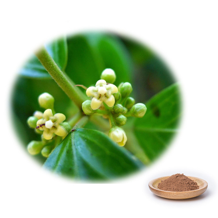 Natural Gymnema Leaf Extract 25% Gymnema Acid