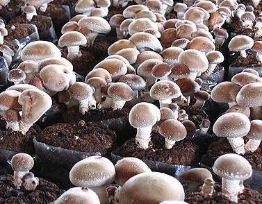 bulk dried shiitake mushroom powder Shitake Mushroom extract powder