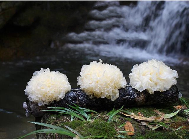 Manufacturer Supply Tremella Polysaccharides Powder Snow Fungus Tremella Fuciformis Extract Powder