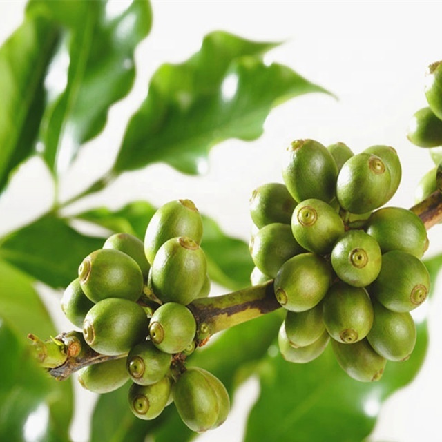 High Quality 50% chlorogenic acid green coffee bean extract powder