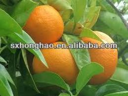 Water Soluble Citrus Bioflavonoids Powder 98% Citrus Aurantim Bitter Orange Extract