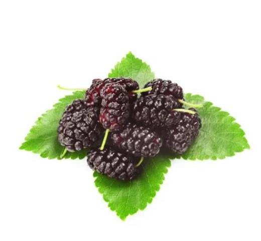 Bulk mulberry fruit and vegetable powder 100% Mulberry fruit powder