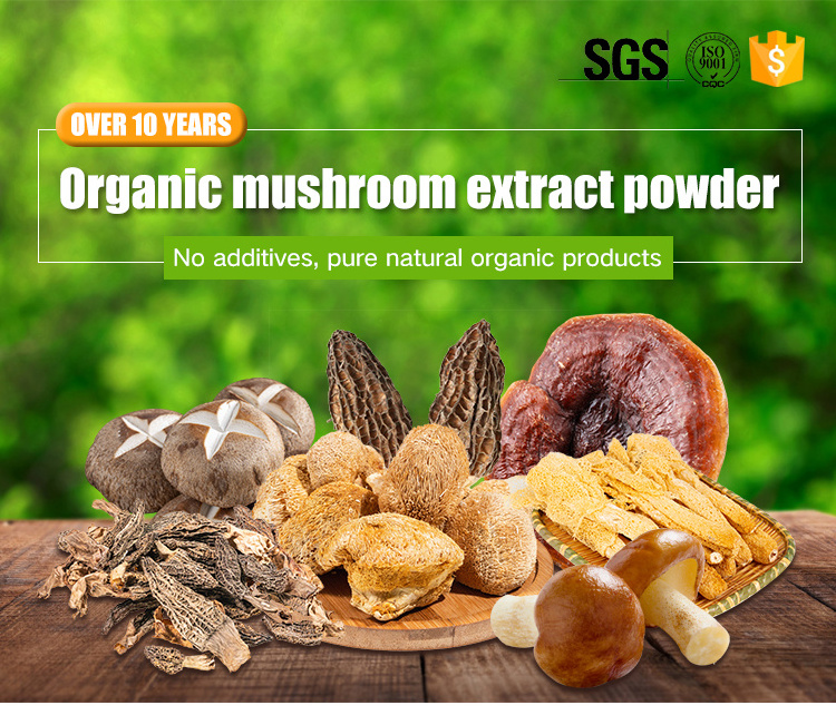 bulk dried shiitake mushroom powder Shitake Mushroom extract powder