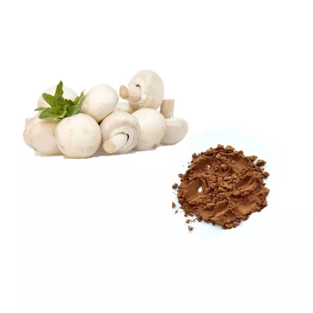 B.c.i Agaricus Blazei Murill Extract Fresh Matsutake Mushroom Tricholoma Matsutake Agaricus Bisporus Extract From Matsutake