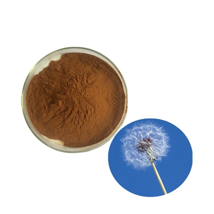 Best sell Natural organic dandelion root powder