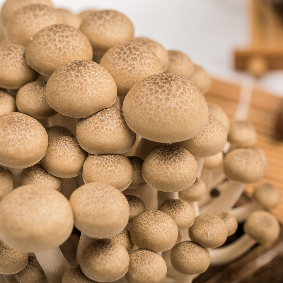 China Premium Quality Edible Mushrooms Wholesale Brown shimeji mushrooms fresh type with crisp taste Growing Fresh mushroom