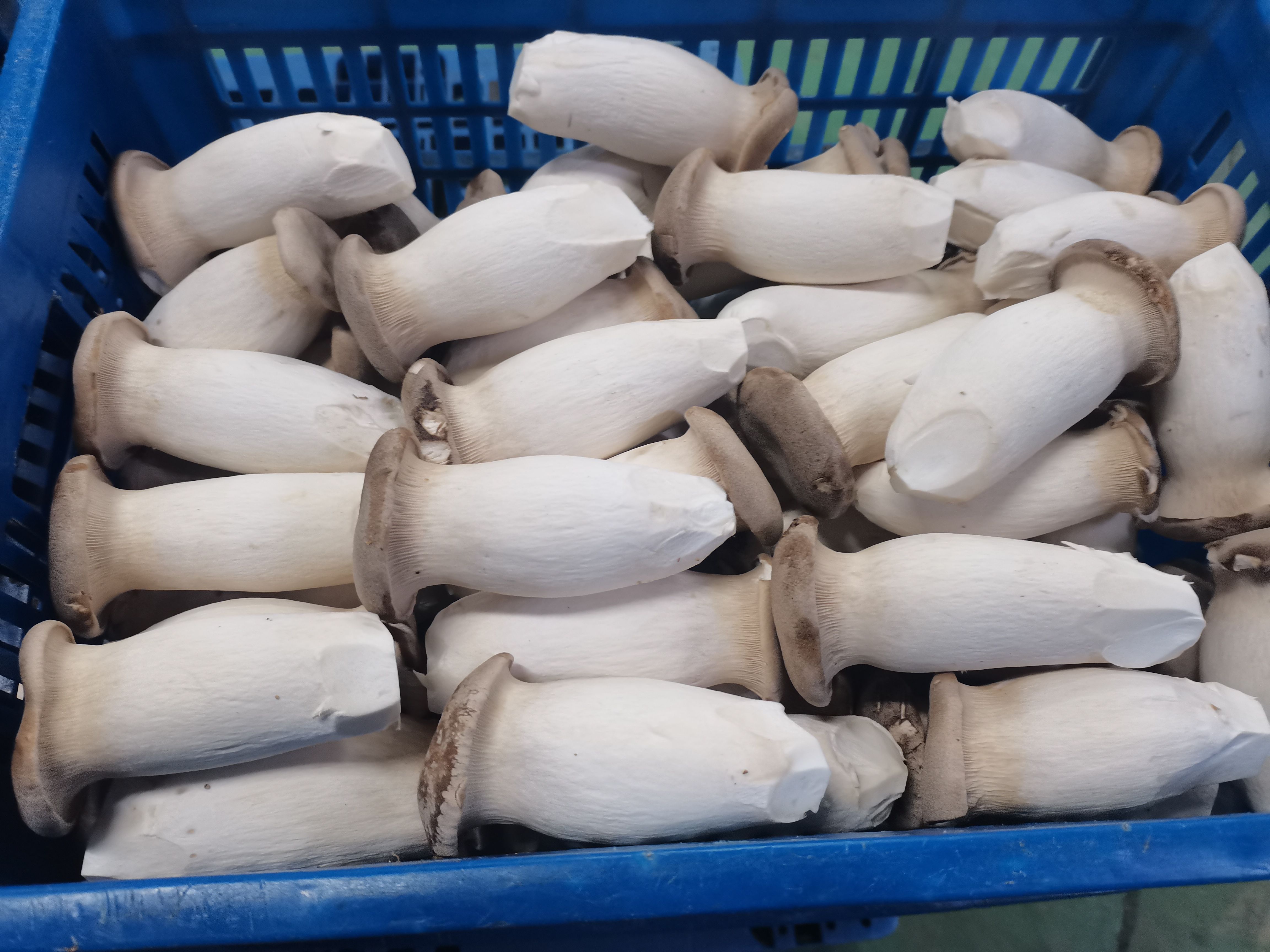 Hot Sale Bottle Growing Technology 4KGS 2X2 Fresh Eryngii Mushrooms