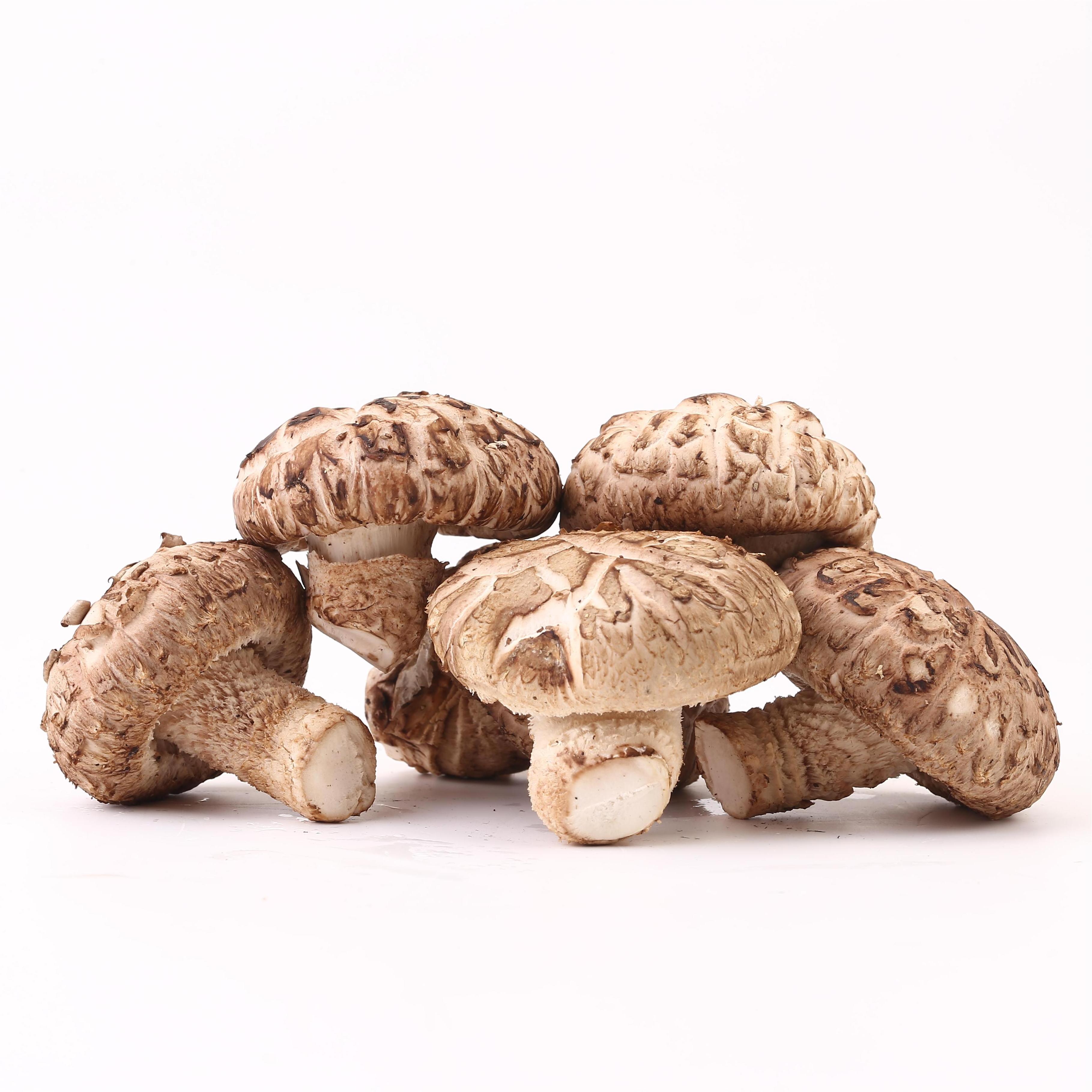 Exotic China Fresh mushroom Shiitake Mushrooms Wild