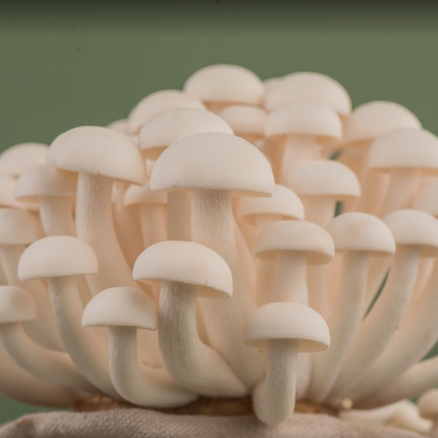 Chinese Factory Growing High Quality White Shimeji Mushroom Factory supply high quality fast delivery