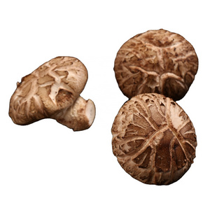 Best Quality Most Popular 4cm 5cm 6cm 7cm Fresh Shiitake