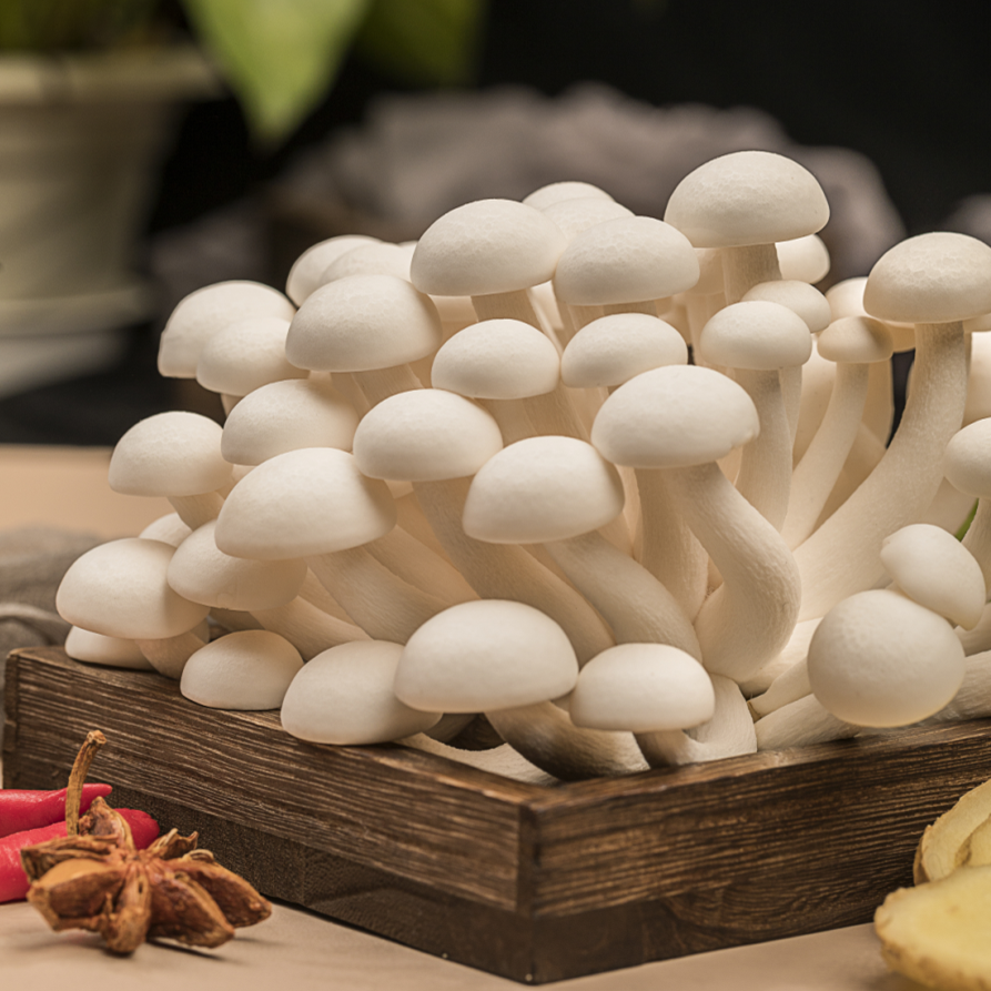 Chinese Factory Growing High Quality White Shimeji Mushroom Factory supply high quality fast delivery