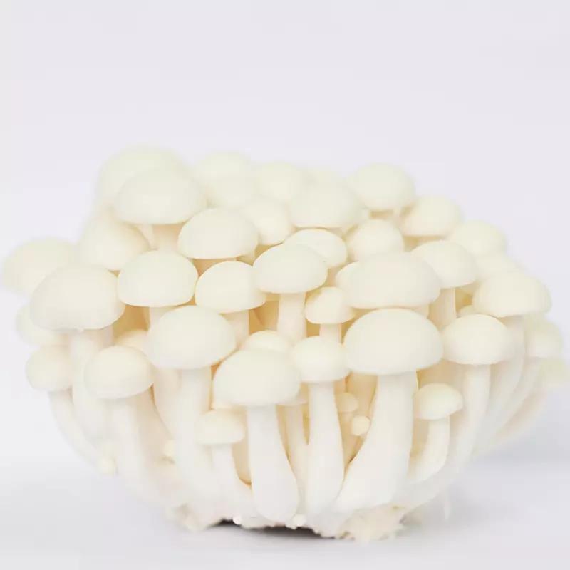 Chinese Factory Growing High Quality White Shimeji Mushroom Factory supply high quality fast delivery