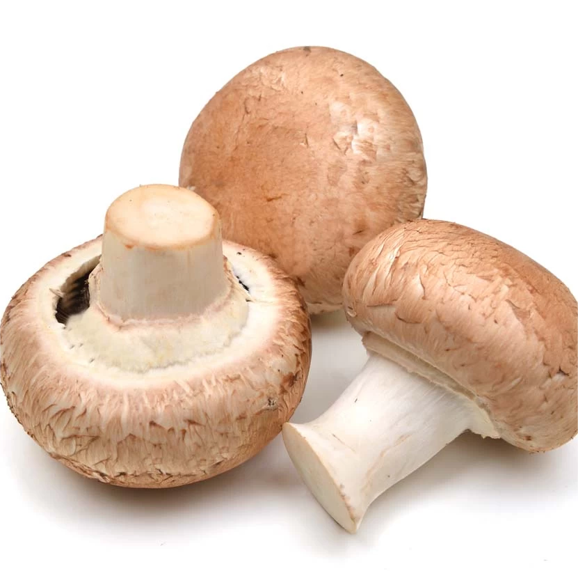 Exotic China Fresh mushroom Shiitake Mushrooms Wild