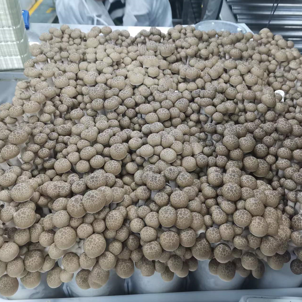 China Premium Quality Edible Mushrooms Wholesale Brown shimeji mushrooms fresh type with crisp taste Growing Fresh mushroom