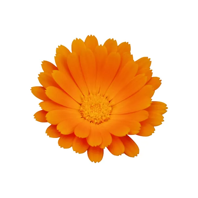 Natural Food Grade 5% 20% Zeaxanthin Marigold Extract Powder