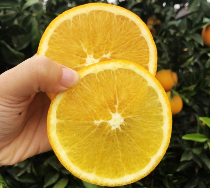 China fresh orange fruit navel orange and valencia orange fresh fruits for sale