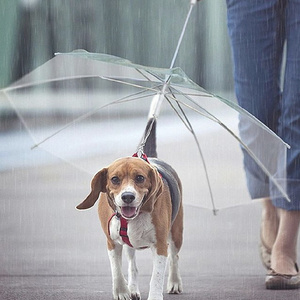 2023 Top Seller Portable Transparent Rainy Umbrella Waterproof Outdoor POE Dog Cat Pet Transparent Umbrella