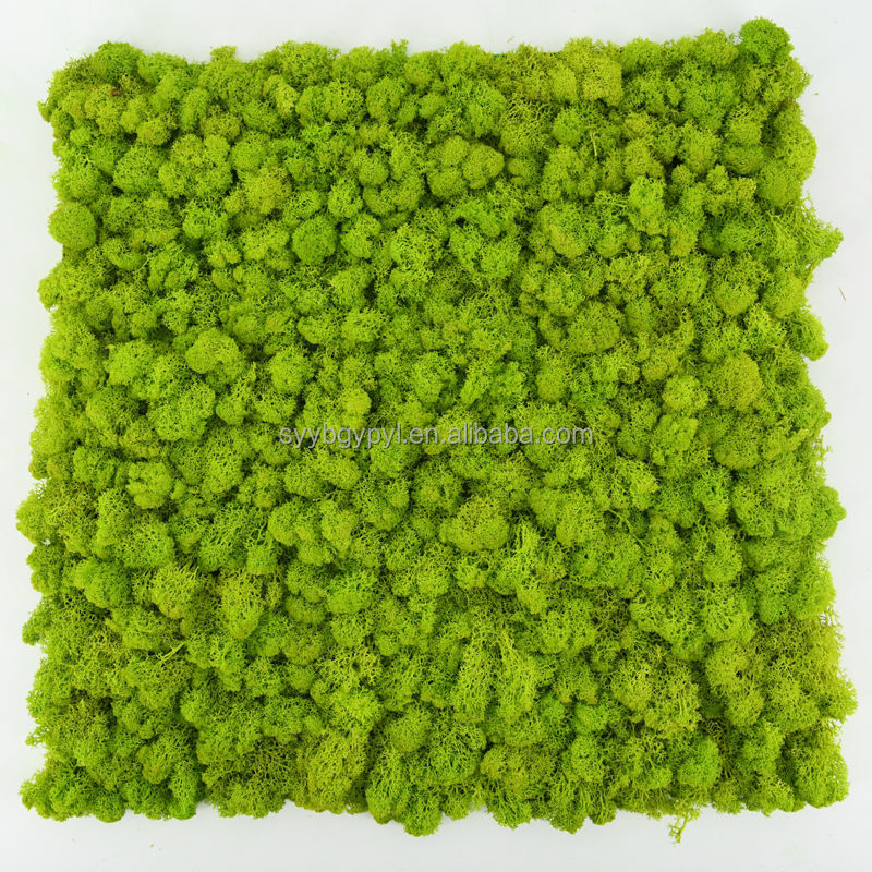 Wholesale Natural Plant Panel Decorations Natural Preserved Moss Wall For Holiday Decoration