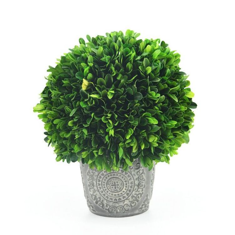 Green natural preserved boxwood balls topiary in  pot for decoration high quality preserved boxwood