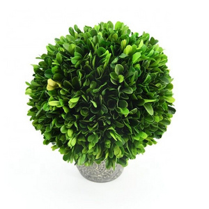 Green natural preserved boxwood balls topiary in  pot for decoration high quality preserved boxwood