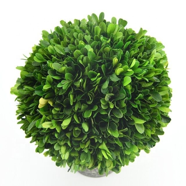 Green natural preserved boxwood balls topiary in  pot for decoration high quality preserved boxwood