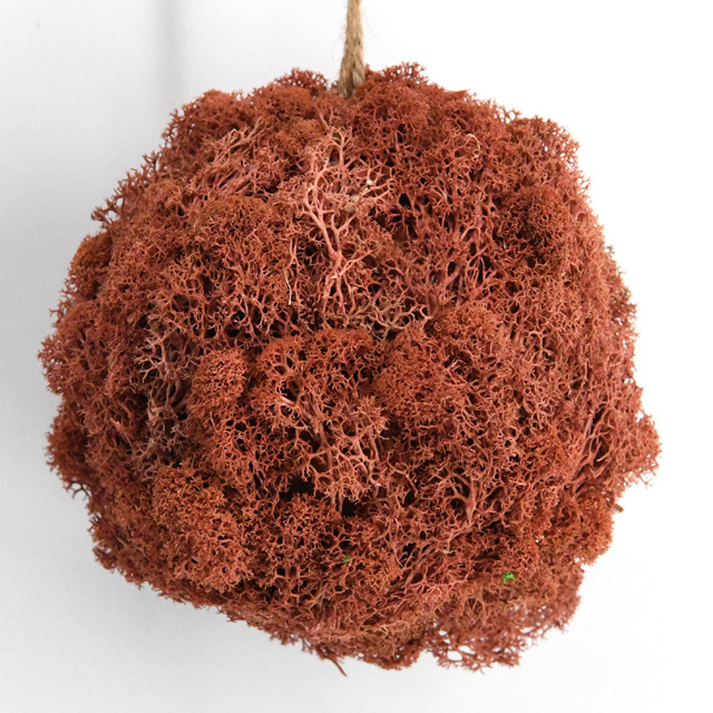 Preserved green moss ball for home decoration natural style indoor festival suppliers preserved moss