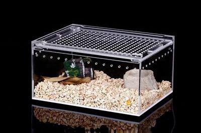 Wholesales clear acrylic Lizard crawl snake pet cages