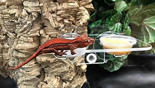 Acrylic Suction Cup Gecko Feeder Ledge Acrylic Reptile Feeder Rack