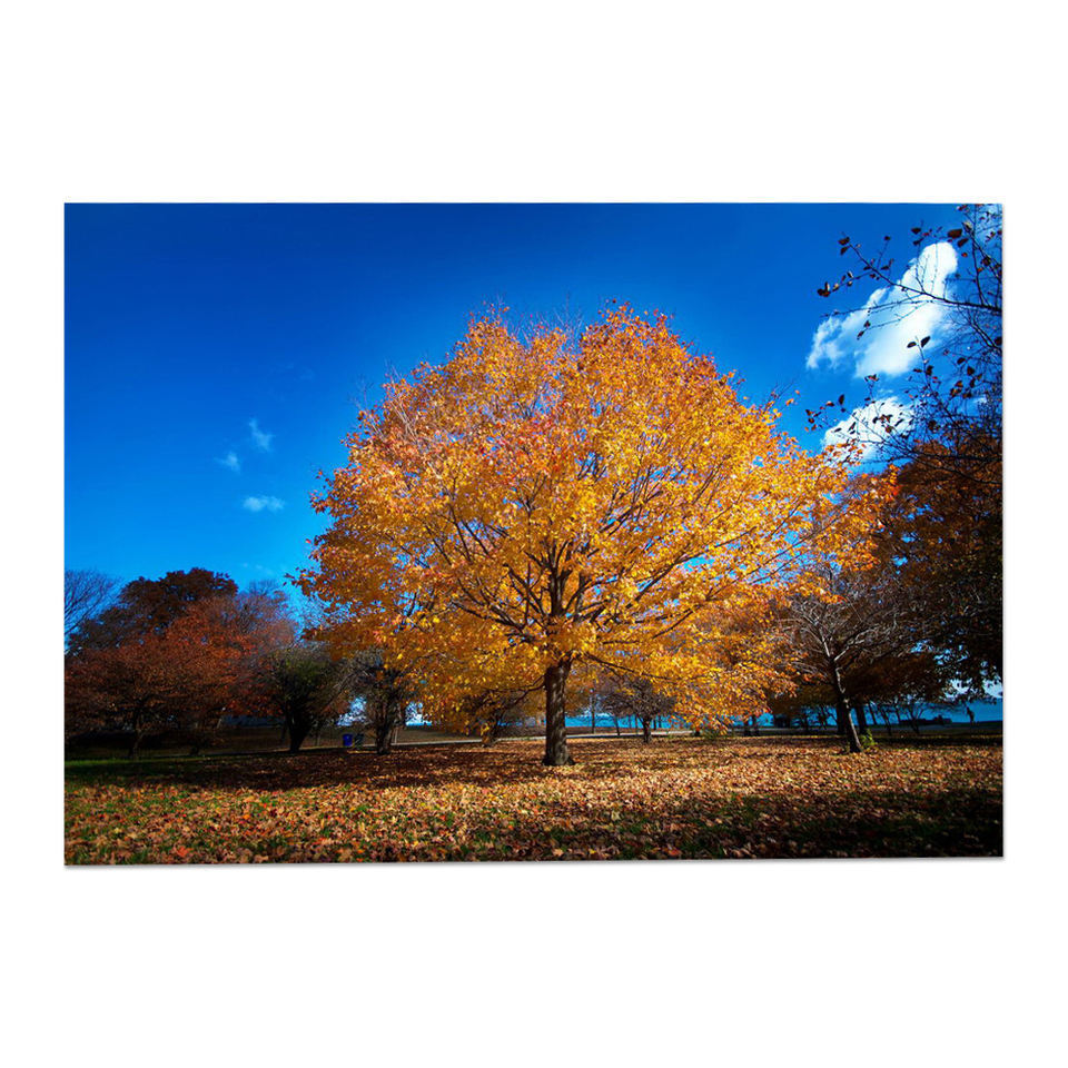 Canvas Print Custom Golden Maple Natural Scenery Picture Framed Canvas Artworks Wall Painting